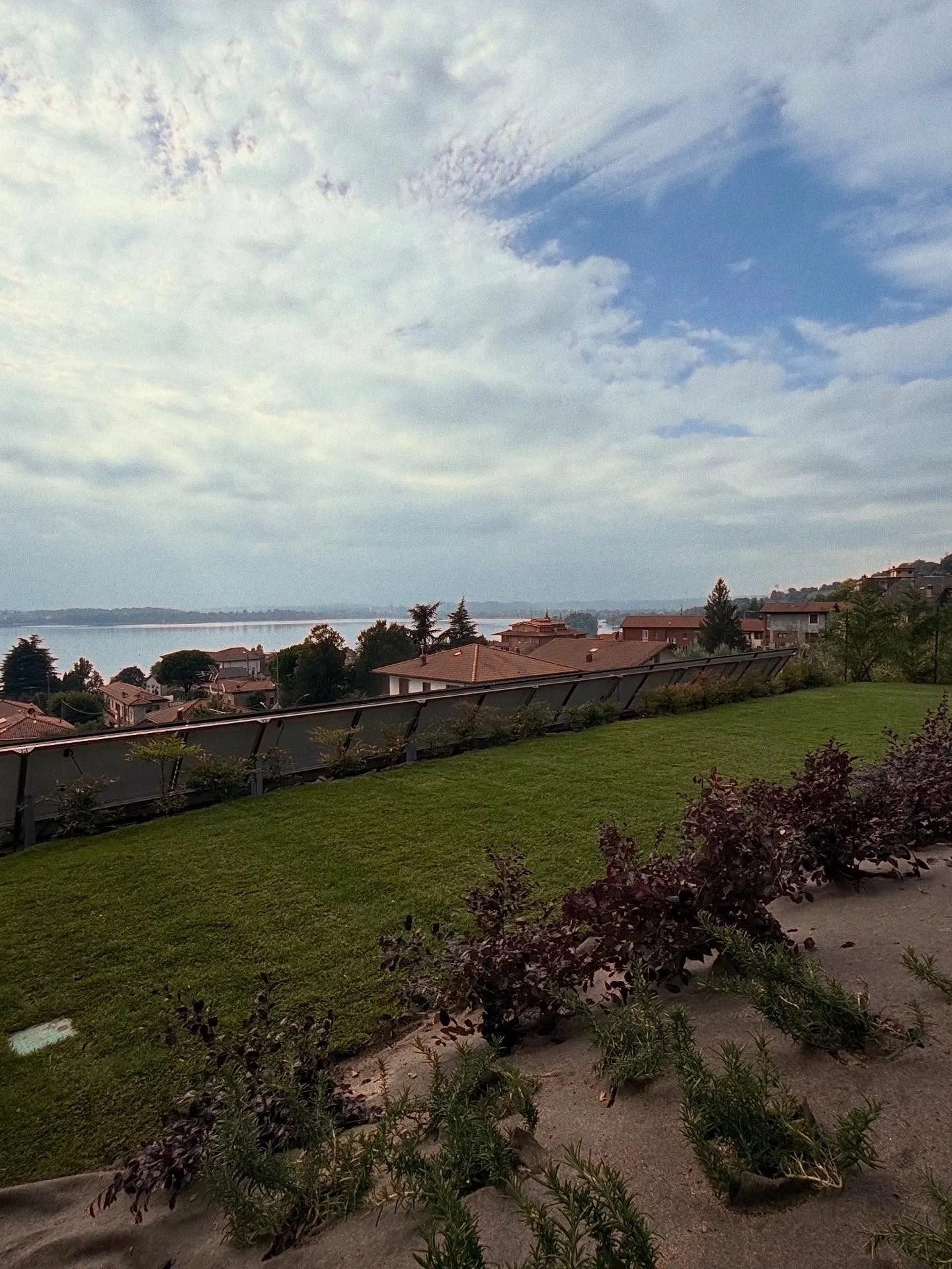 Prato nuovo e aiuole di graminacee con vista sul lago di Pusiano