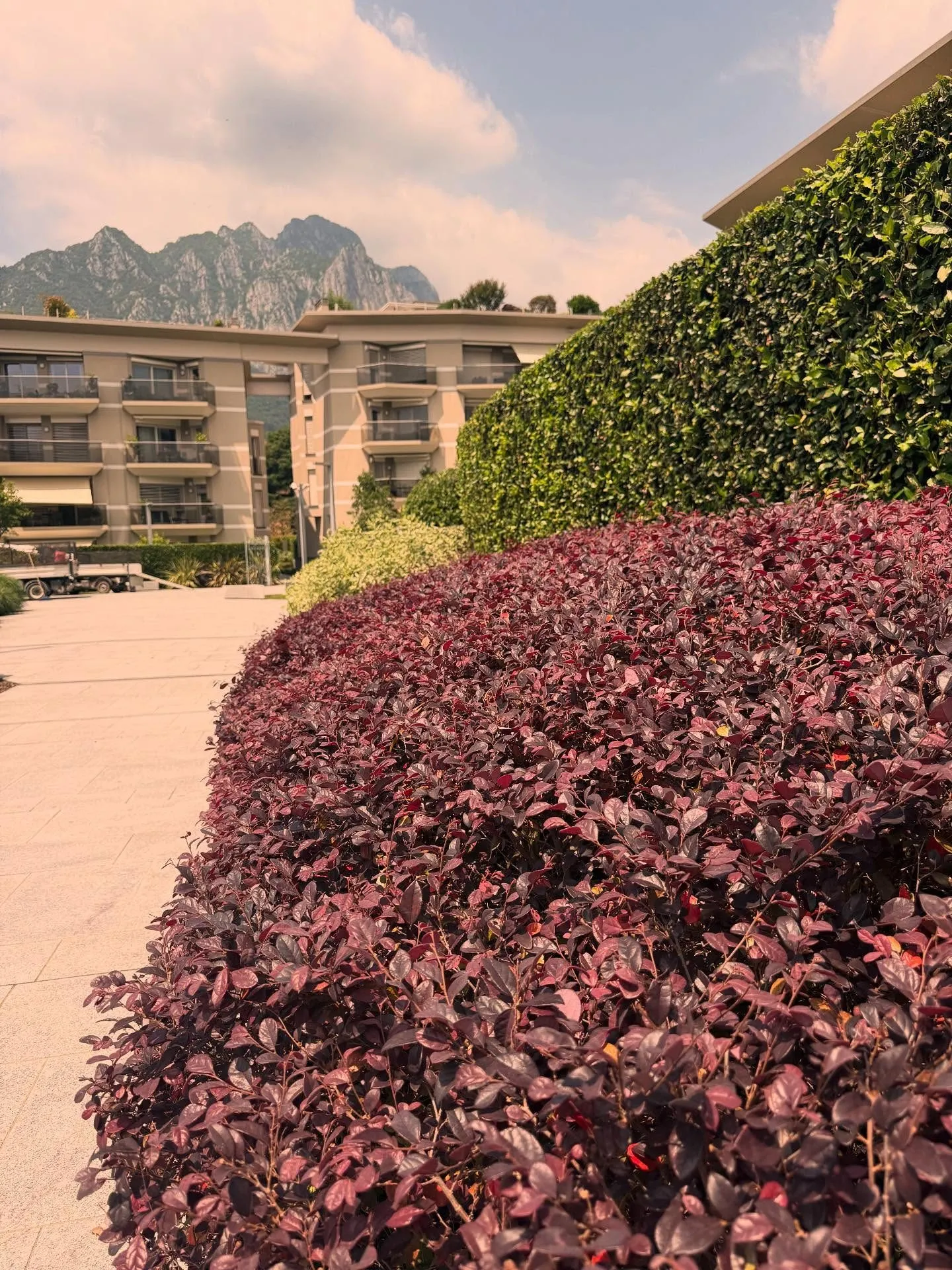 Aiuola di arbusti dal fogliame rosso nel verde di un condominio con vista sulle montagne