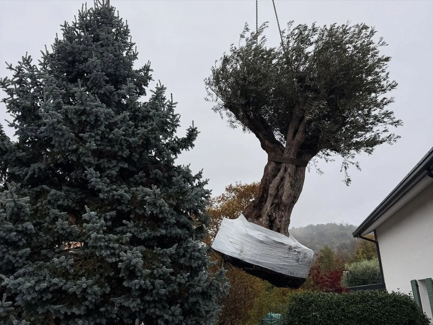 Ulivo secolare sollevato con la gru sopra gli alberi di un giardino