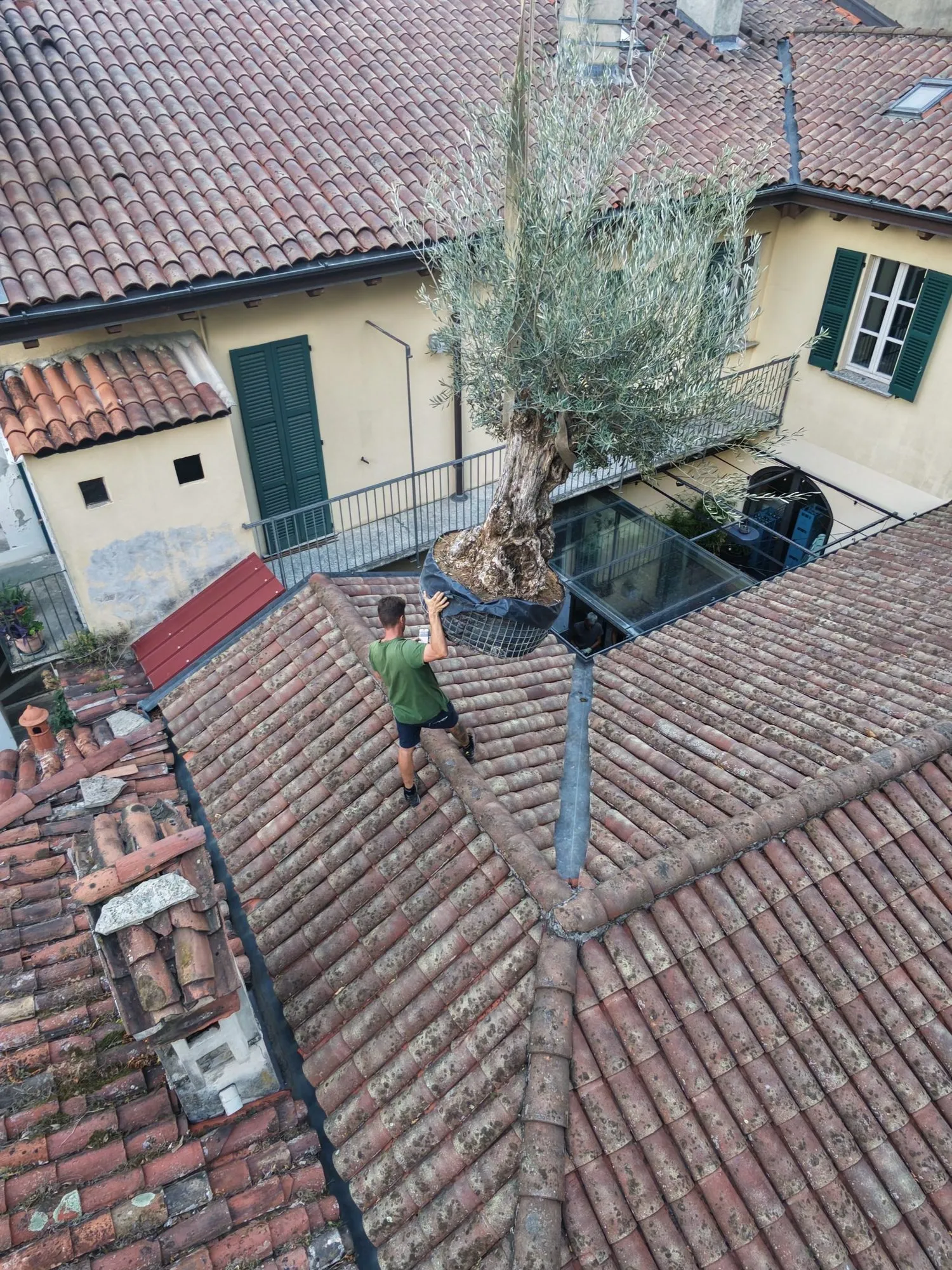 Ulivo sollevato con la gru sopra i tetti di Lecco