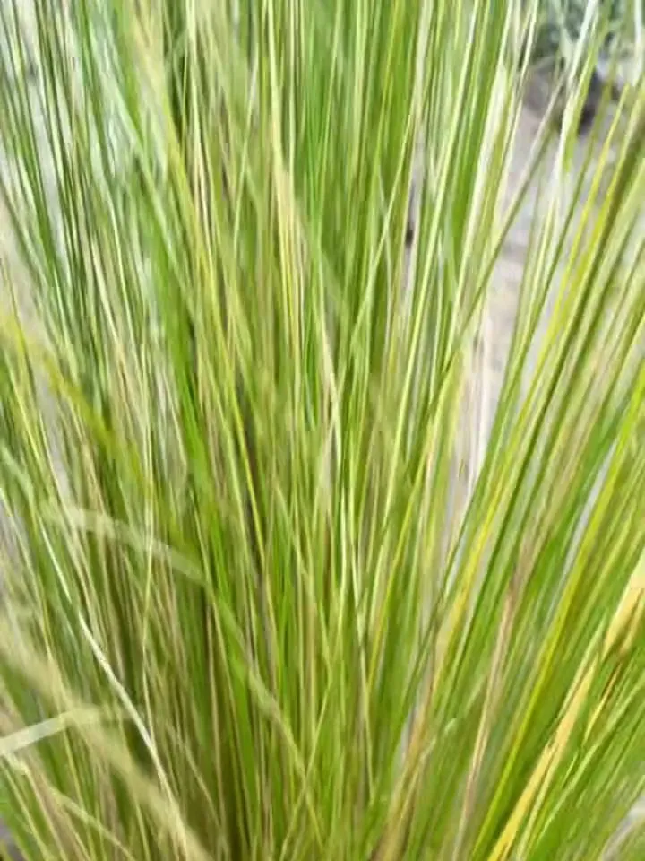 Giardino con graminacee e prato sul lago di Pusiano, foto 2