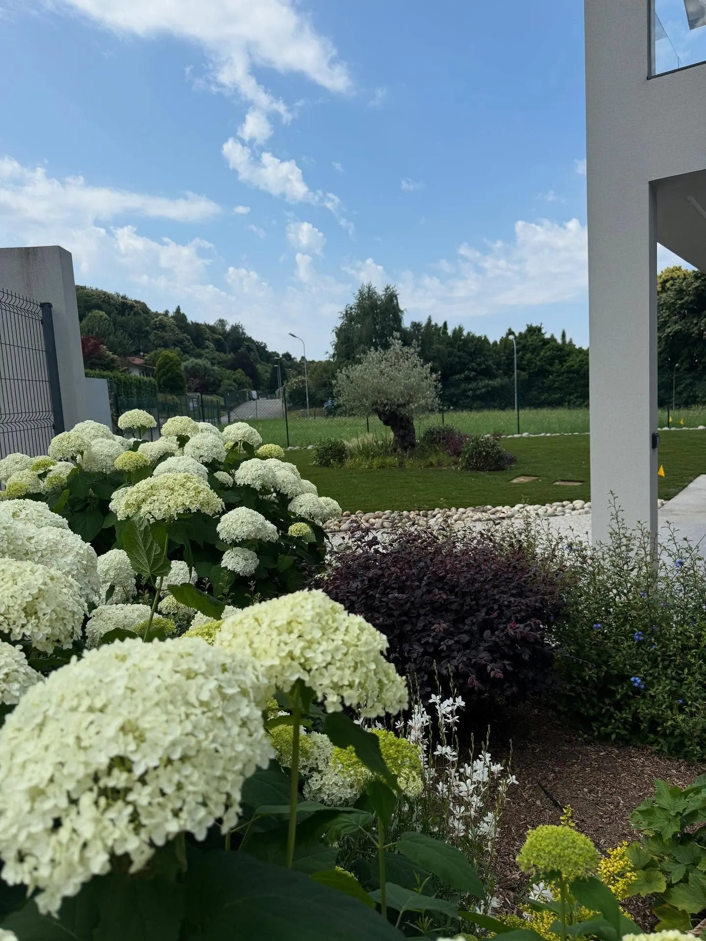 Giardino nuovo con prato a rotoli, irrigazione e ortensie, foto 3