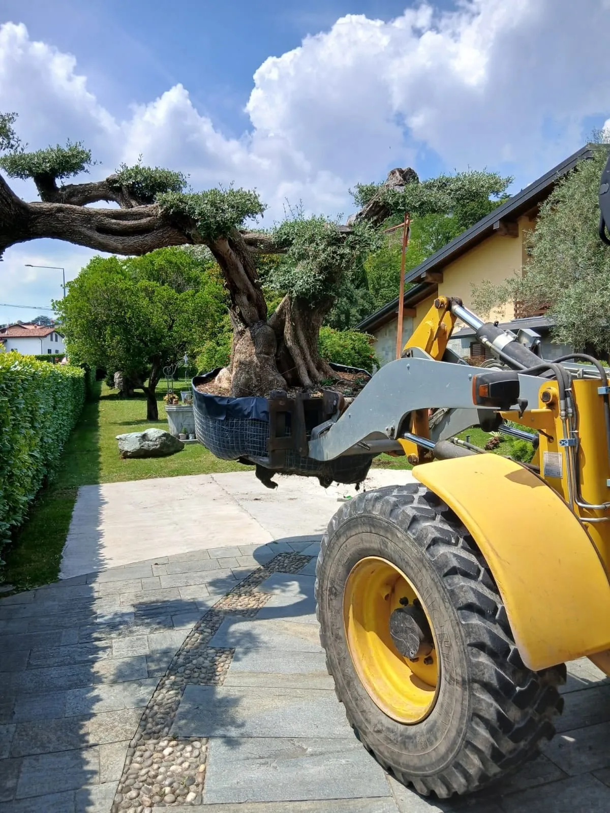 Trasporto e messa a dimora di ulivi centenari, foto 3