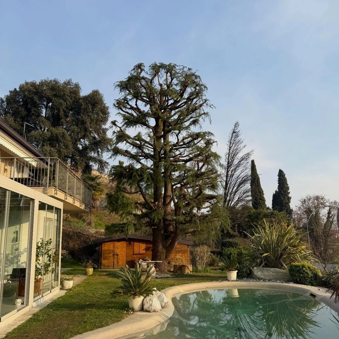 Potatura e abbattimento di alberi ad alto fusto, foto 1