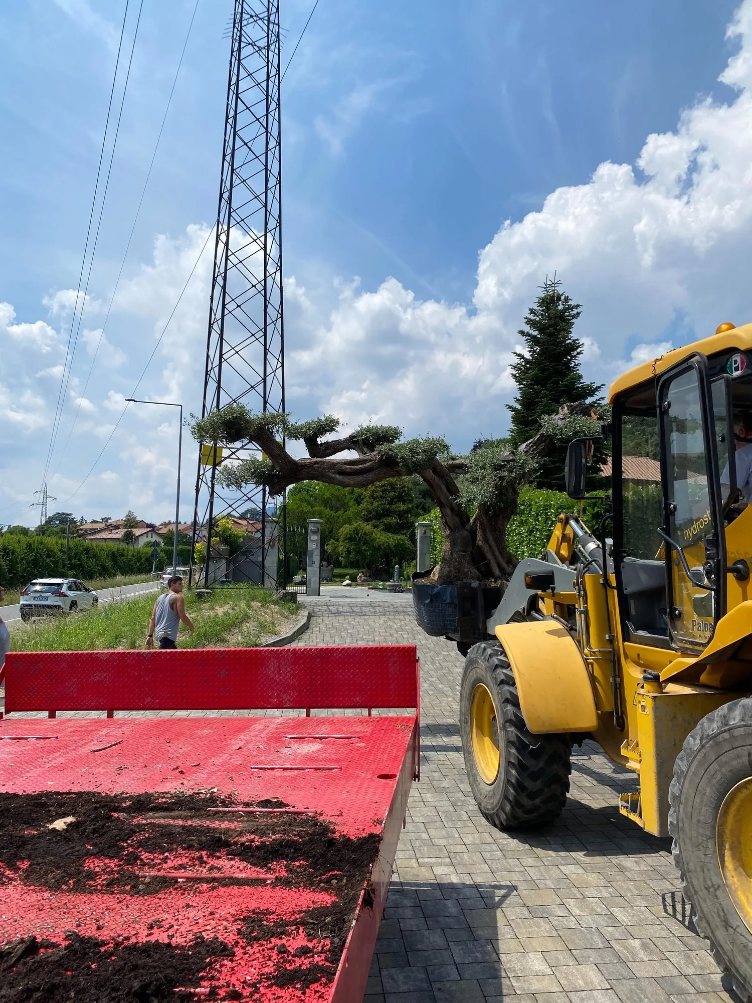 Trasporto e messa a dimora di ulivi centenari, foto 4