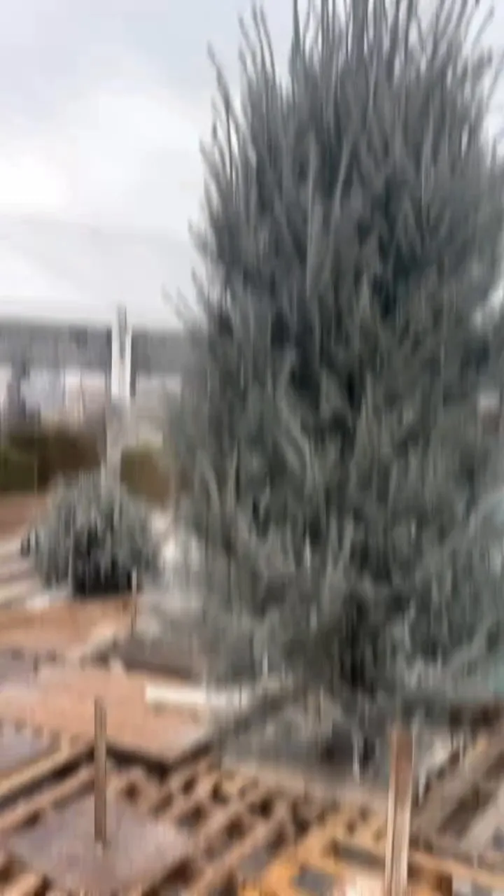 Allestimento natalizio con abeti in Viale Ceccarini a Riccione, foto 4