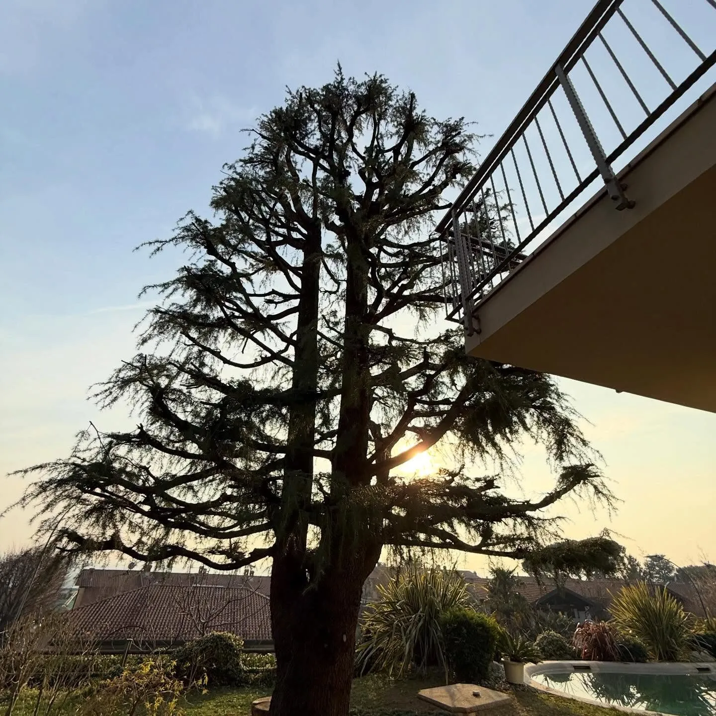 Potatura e abbattimento di alberi ad alto fusto, foto 2