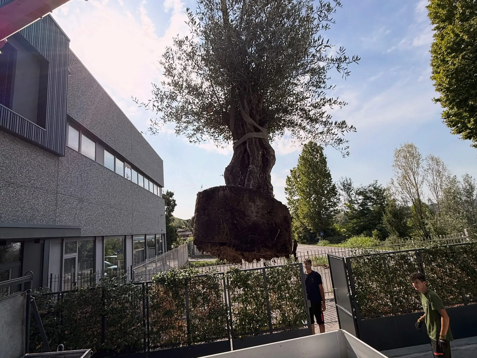 Fioriera su misura con ulivo all’ingresso di un’azienda, foto 3