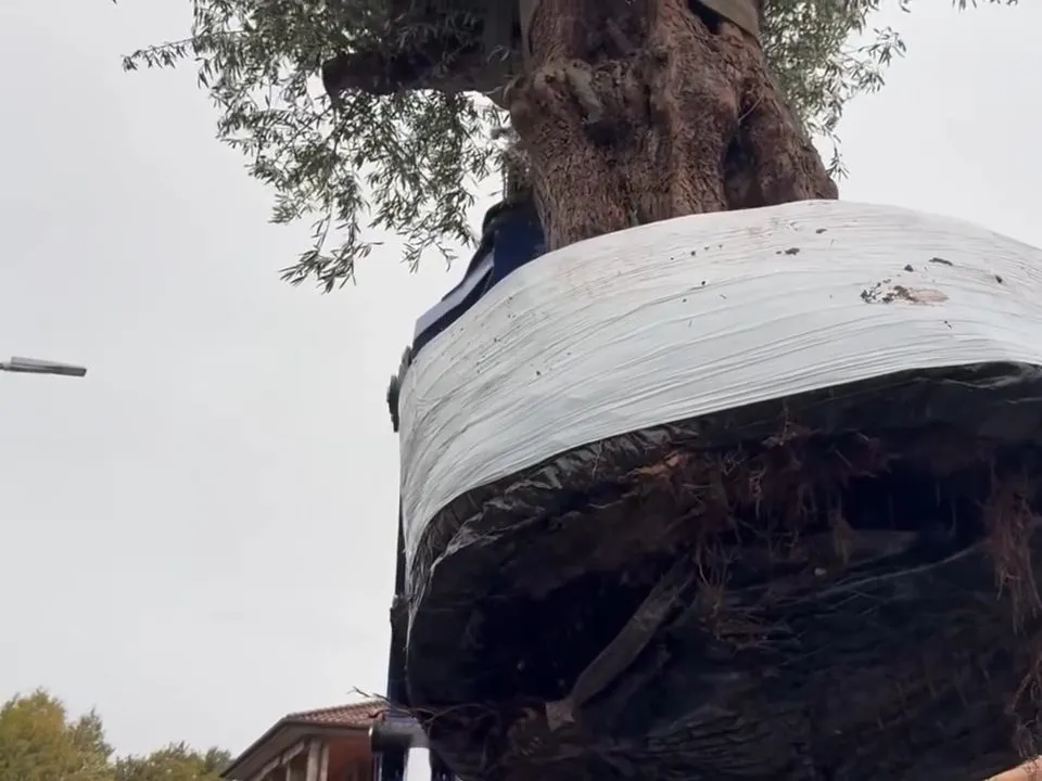 Sollevamento con gru e messa a dimora di un ulivo secolare, foto 3