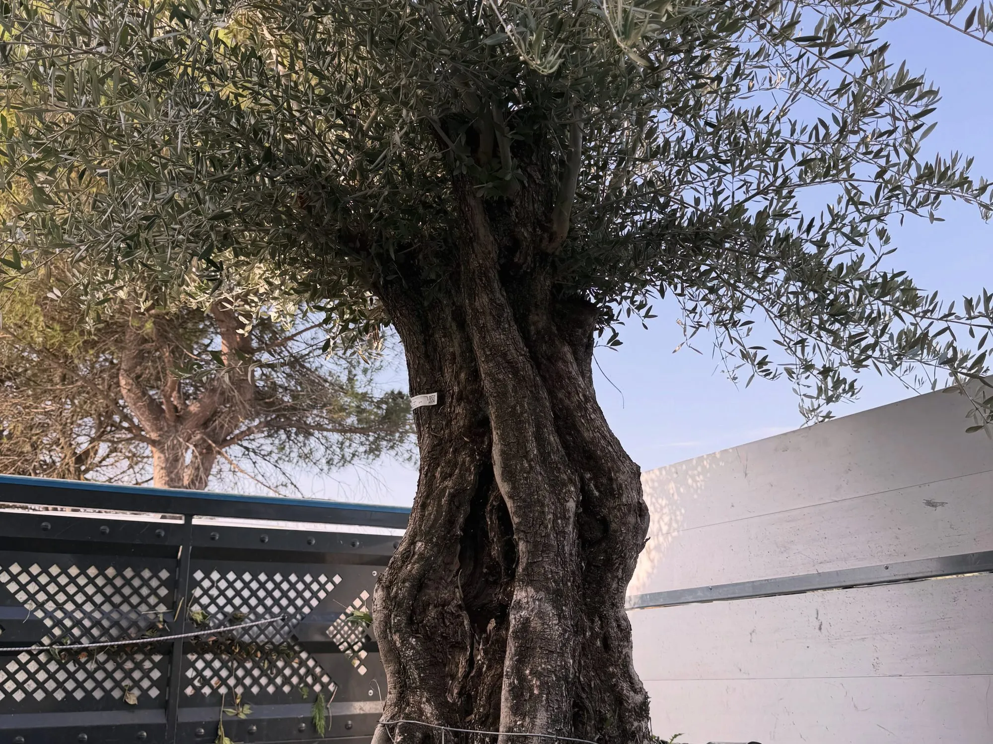 Fioriera su misura con ulivo all’ingresso di un’azienda, foto 4