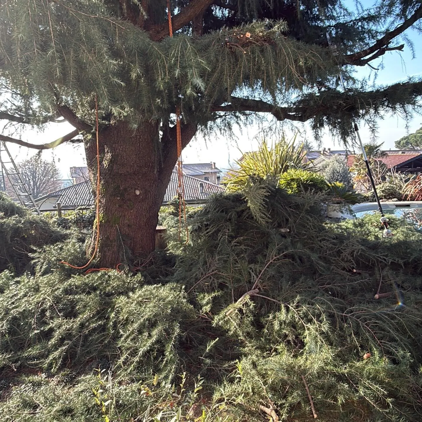 Potatura e abbattimento di alberi ad alto fusto, foto 3