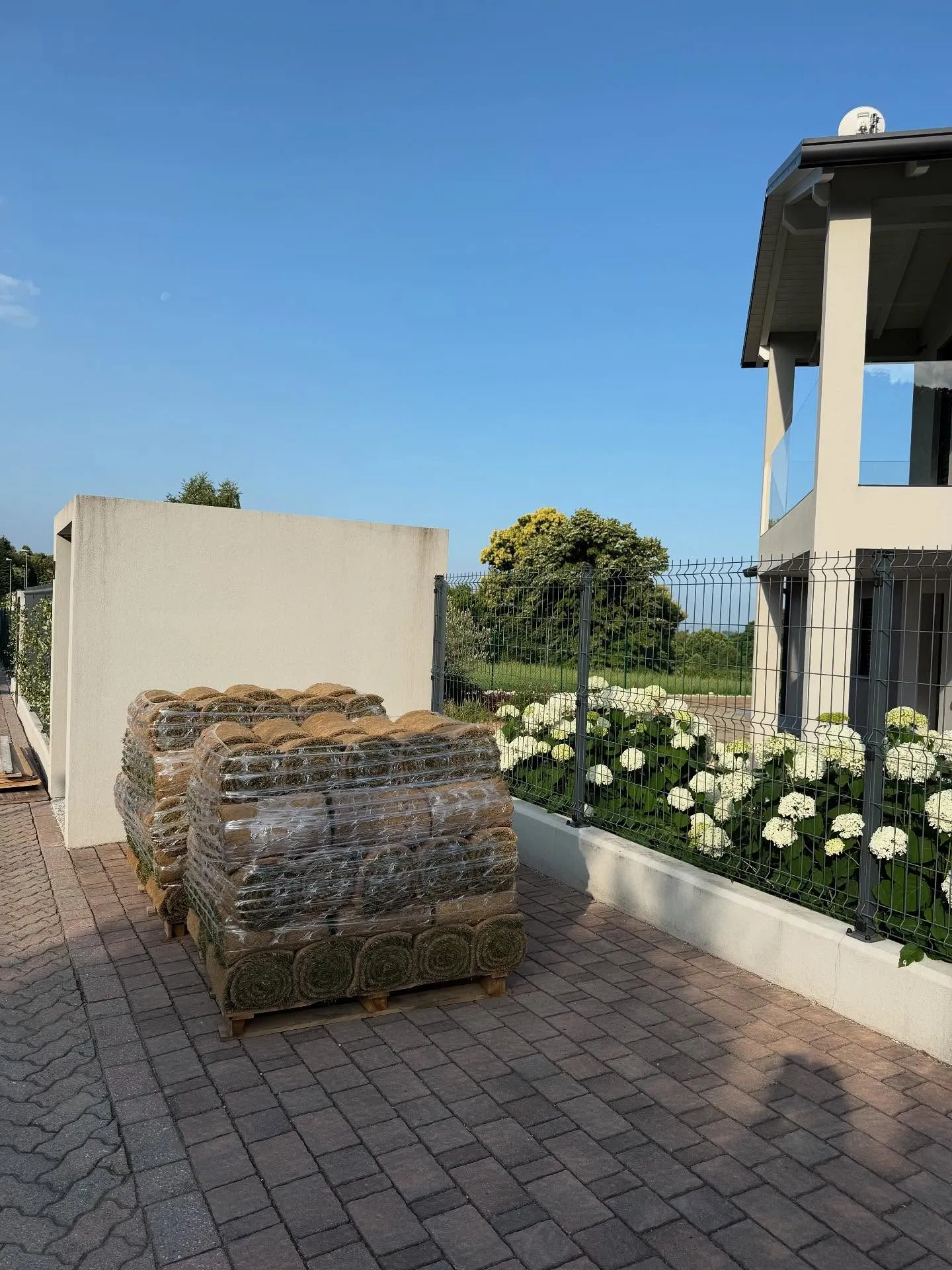 Giardino nuovo con prato a rotoli, irrigazione e ortensie, foto 7