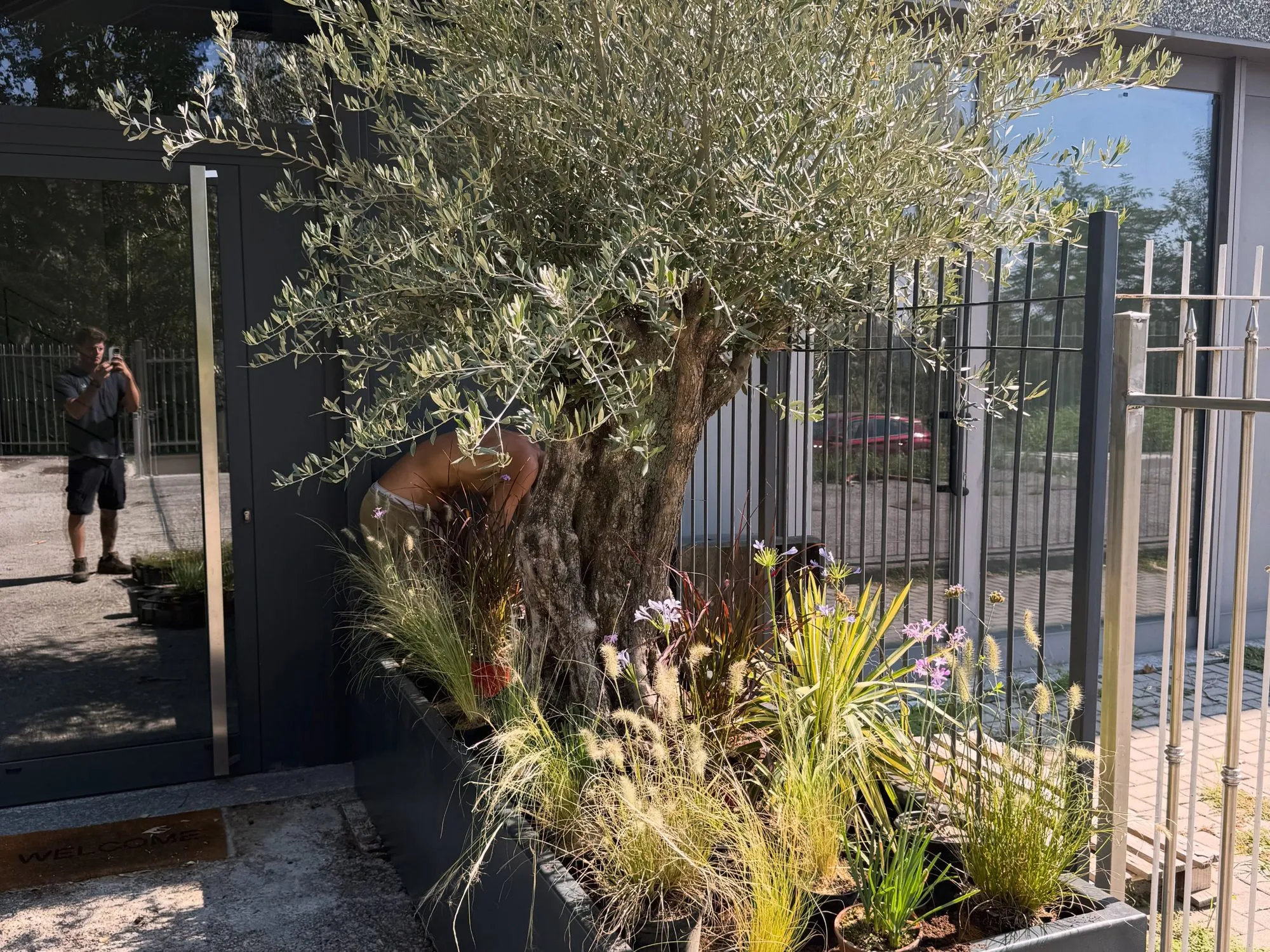 Fioriera su misura con ulivo all’ingresso di un’azienda, foto 5