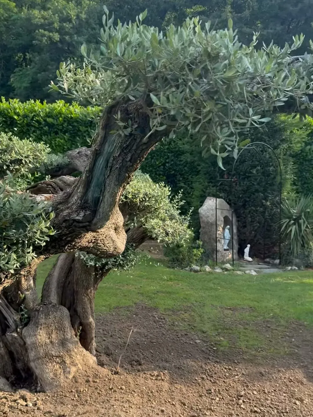 Trasporto e messa a dimora di ulivi centenari, foto 7