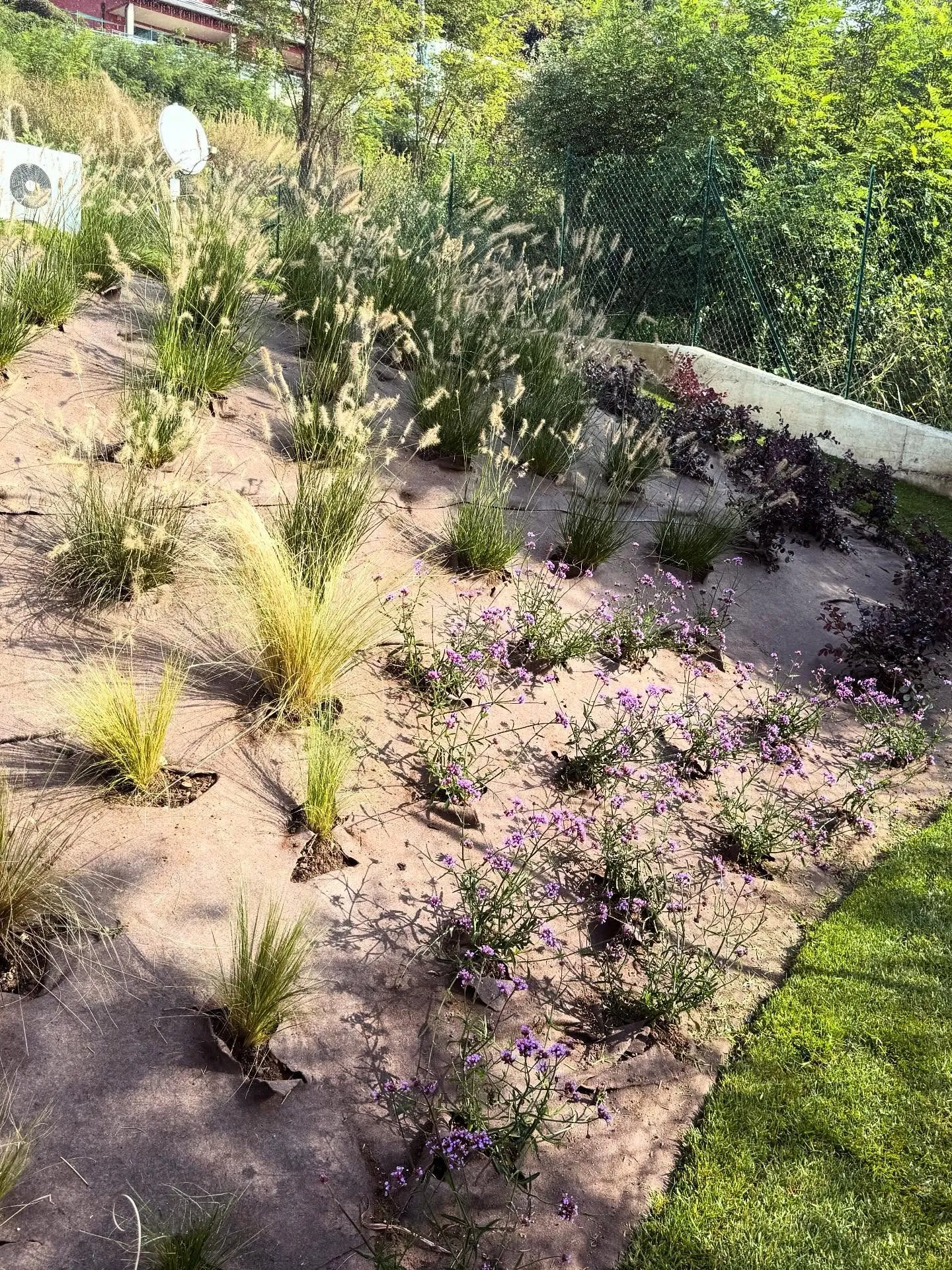Giardino con graminacee e prato sul lago di Pusiano, foto 7