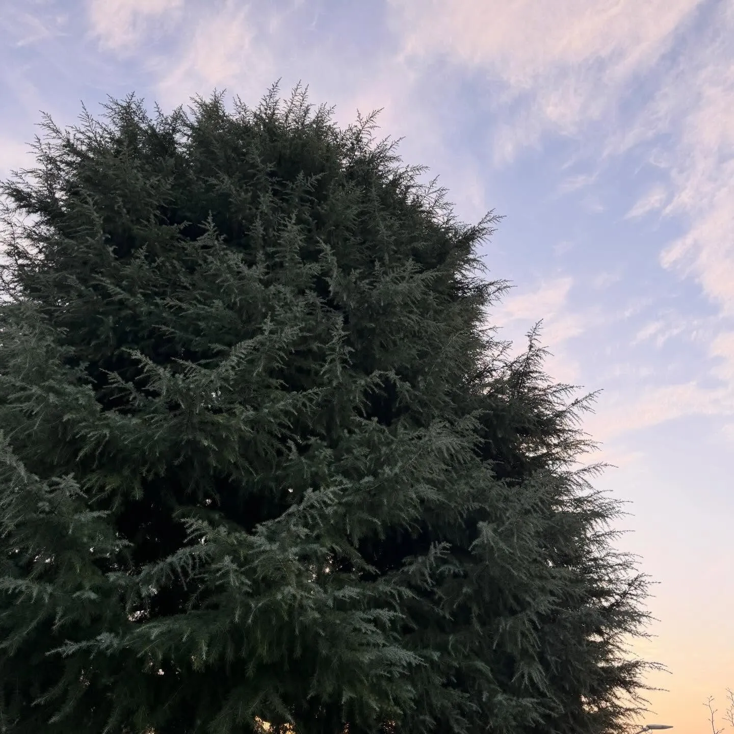 Potatura e abbattimento di alberi ad alto fusto, foto 4