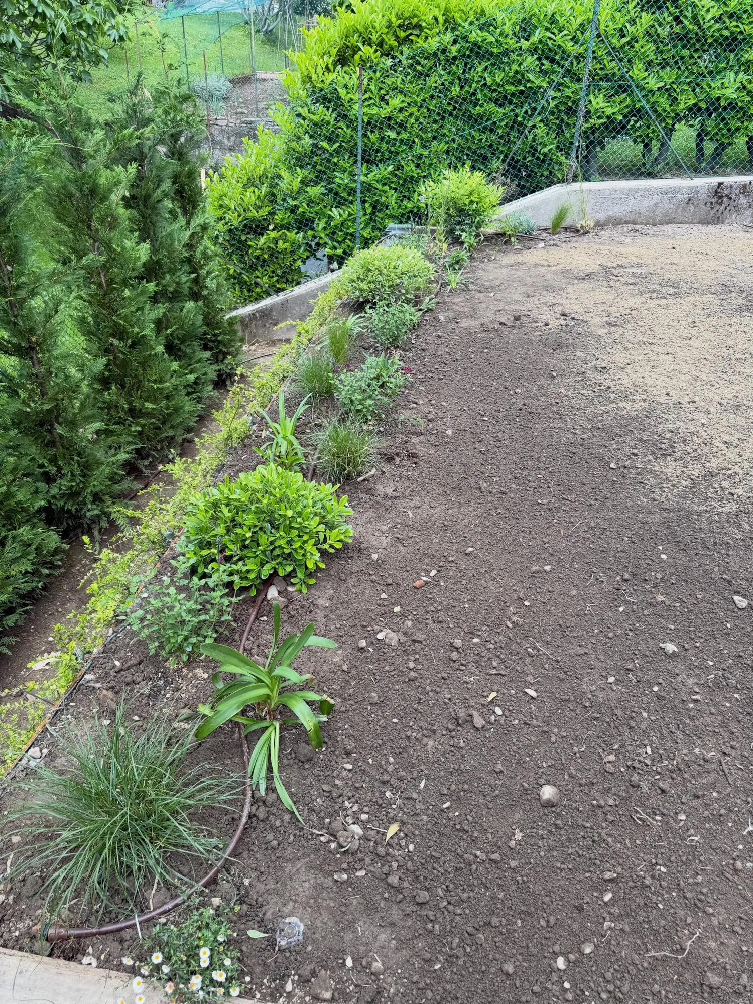 Giardino con terra armata, aiuole e prato a rotoli, foto 7