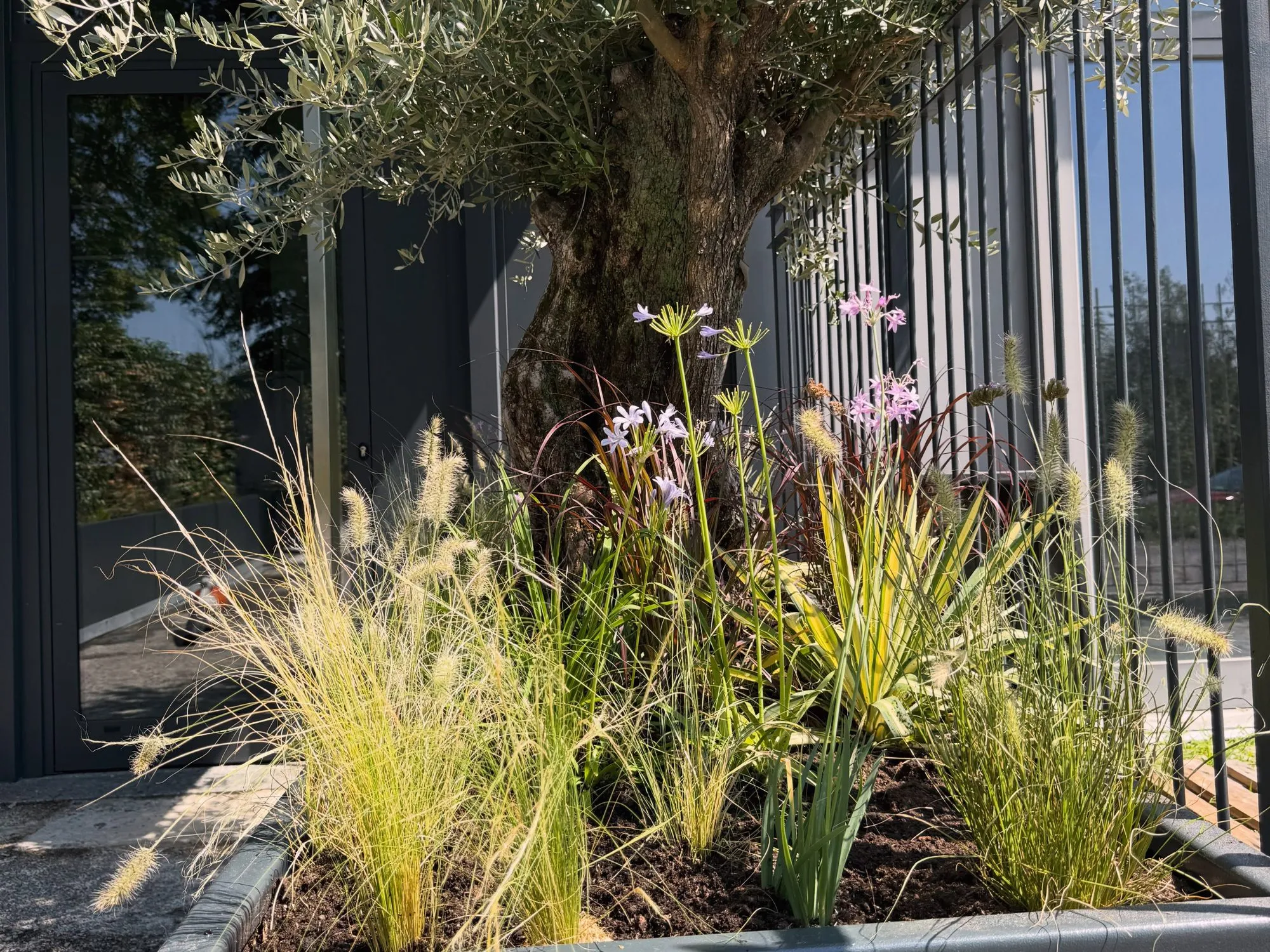 Fioriera su misura con ulivo all’ingresso di un’azienda, foto 6