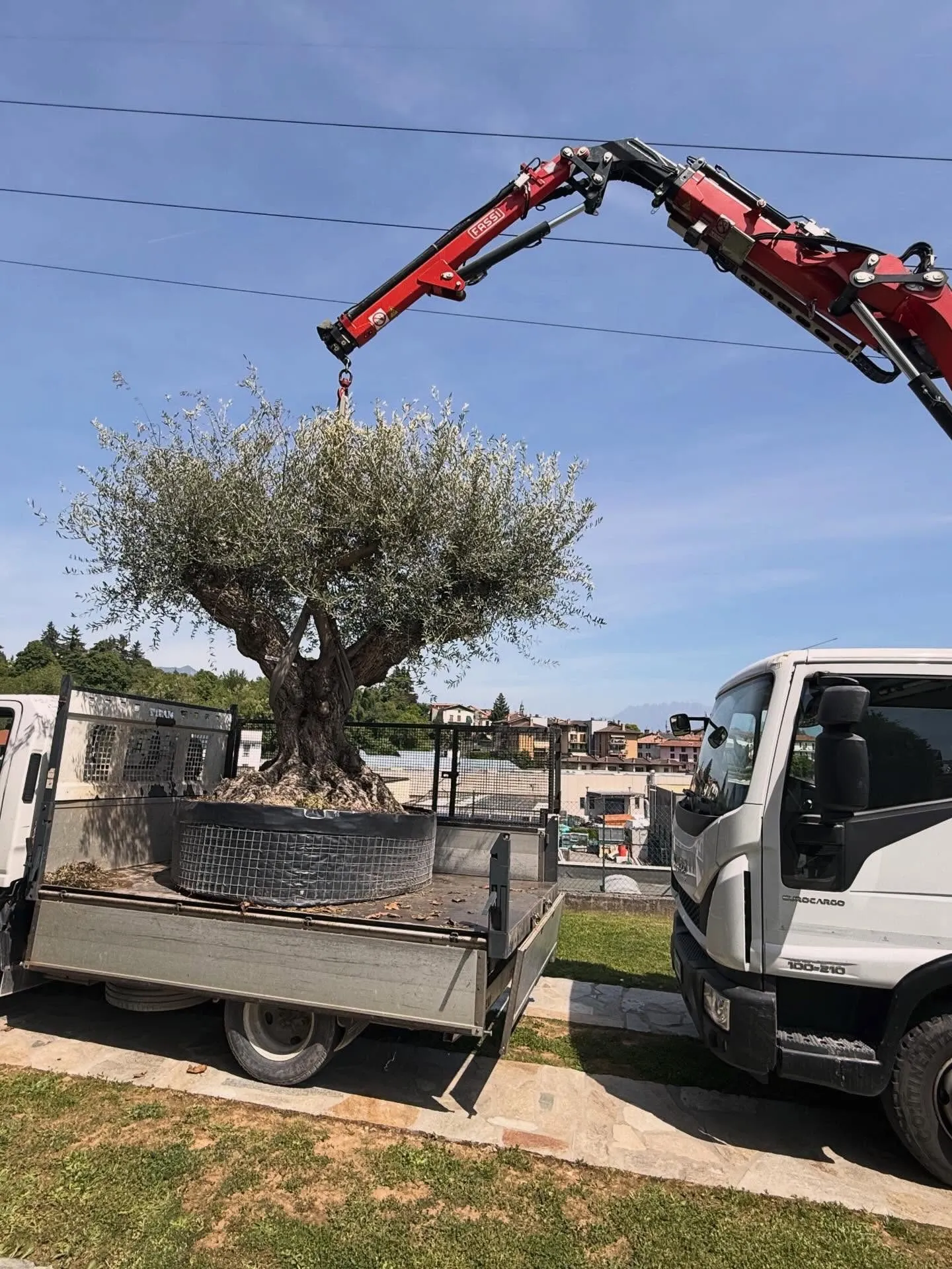 Selezione, trasporto e messa a dimora di ulivi secolari, foto 6