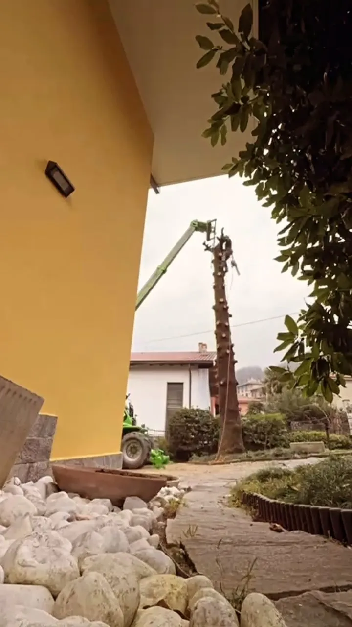 Potatura e abbattimento di alberi ad alto fusto, foto 6