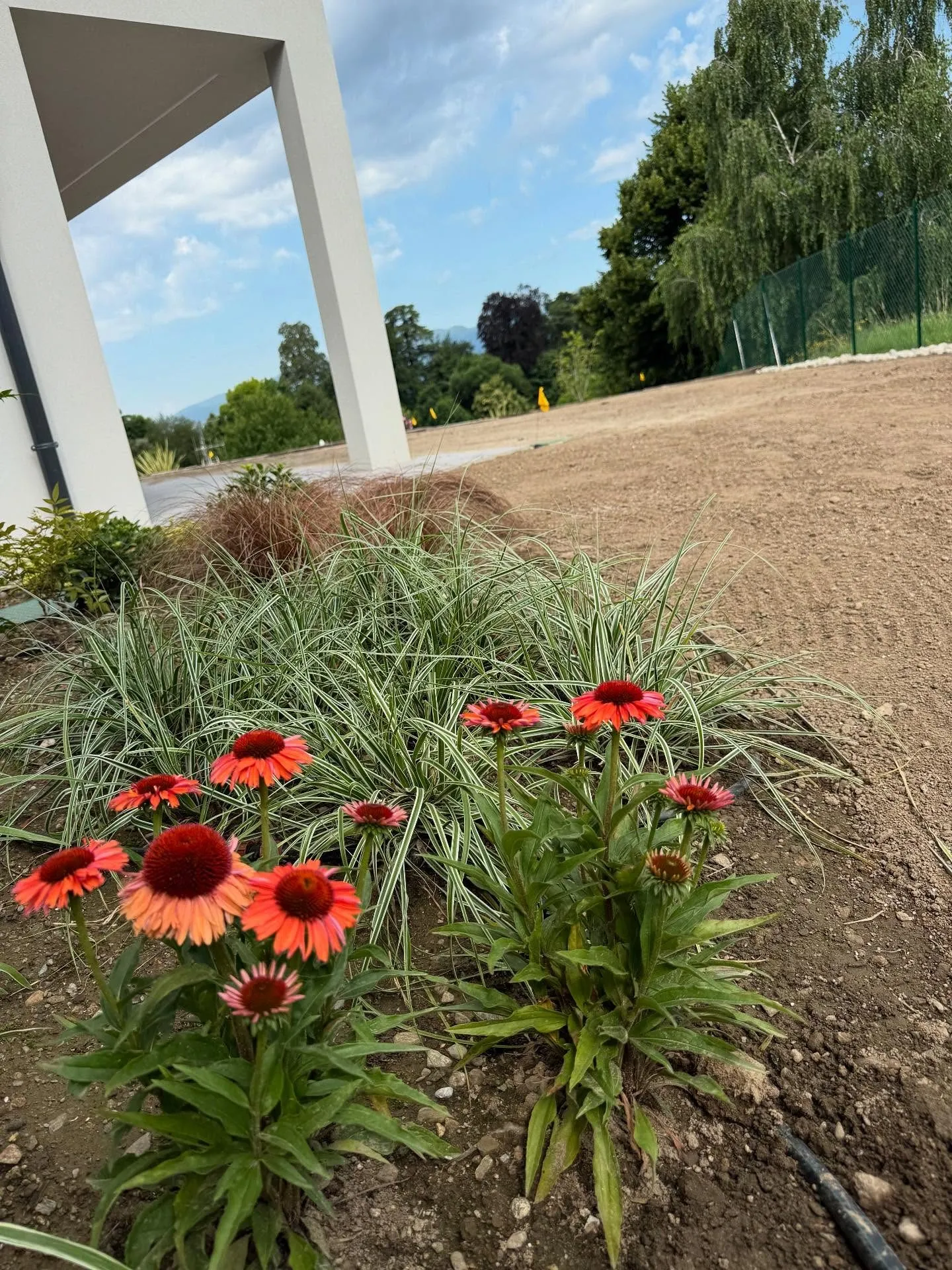 Giardino nuovo con prato a rotoli, irrigazione e ortensie, foto 9