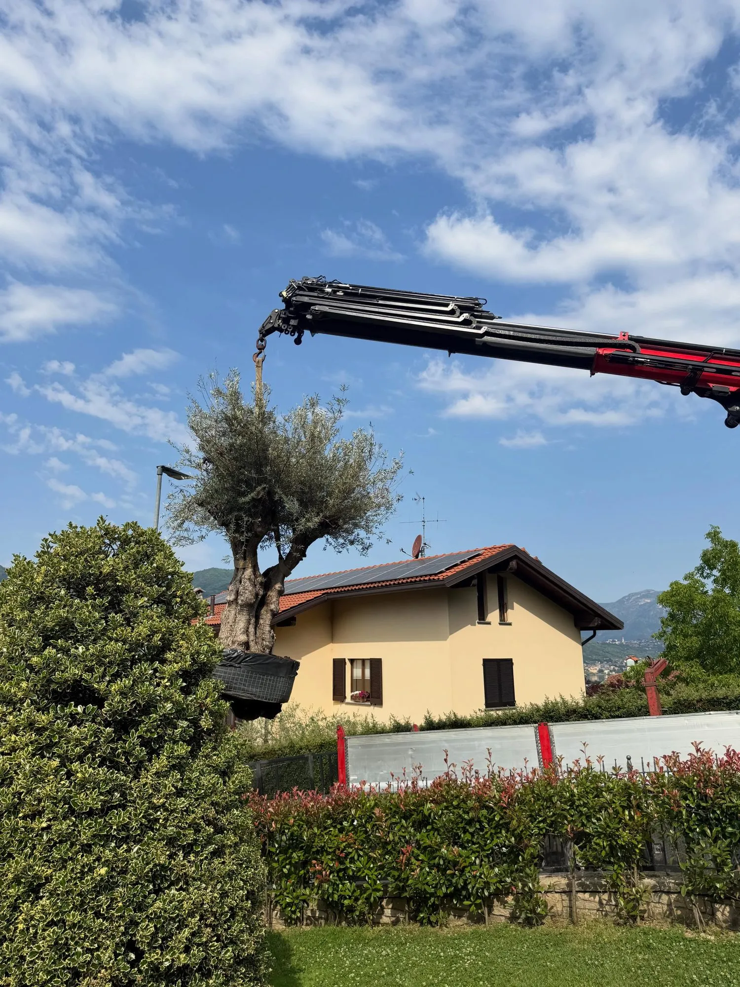 Selezione, trasporto e messa a dimora di ulivi secolari, foto 7