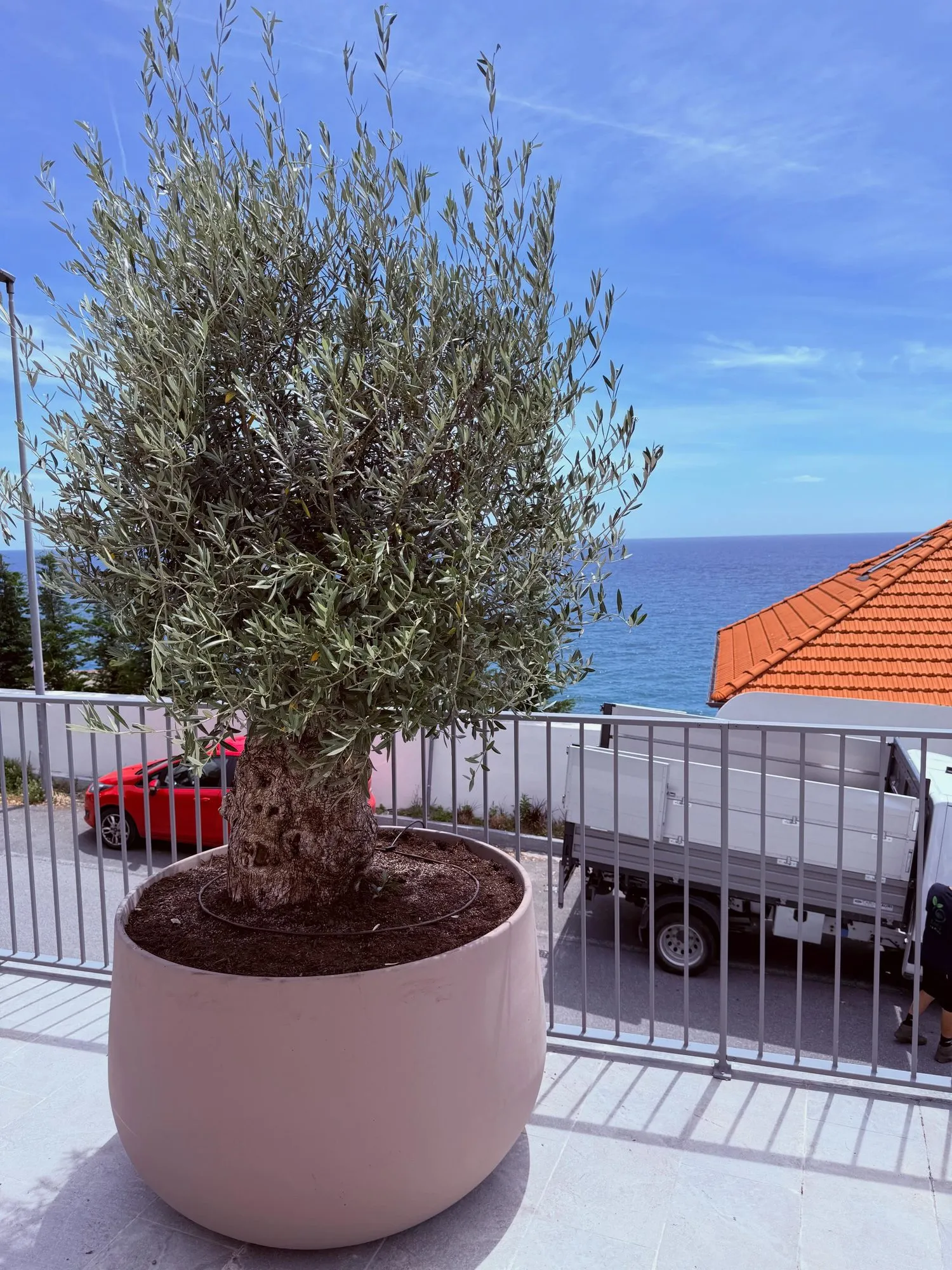 Giardino su terrazzo vista mare ad Albisola Marina, foto 8