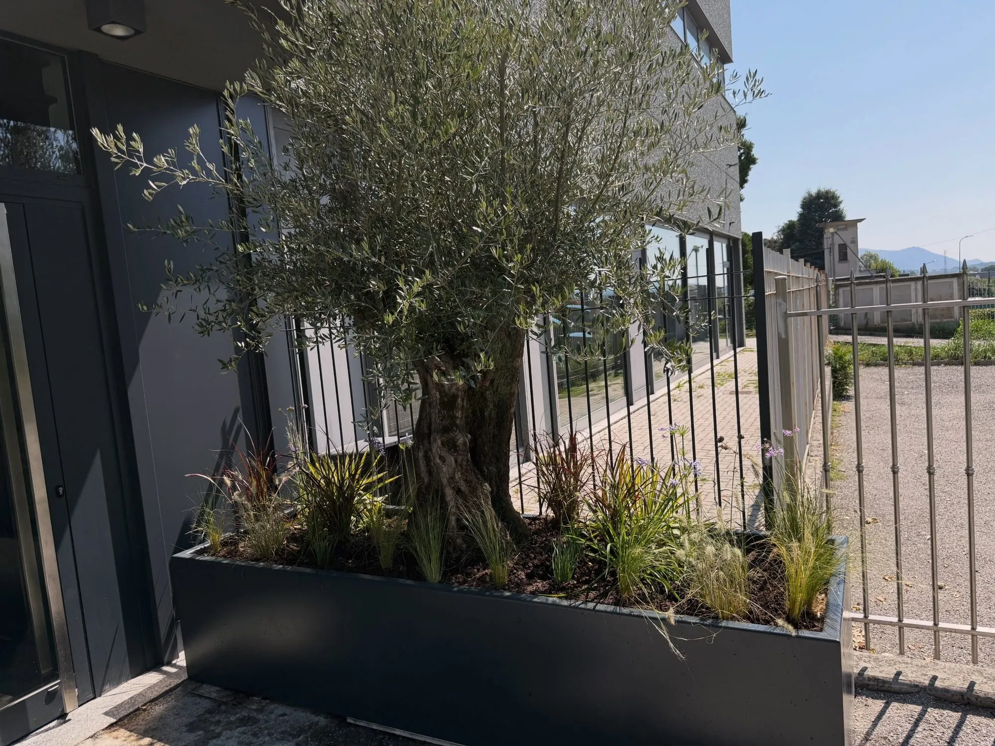Fioriera su misura con ulivo all’ingresso di un’azienda, foto 9