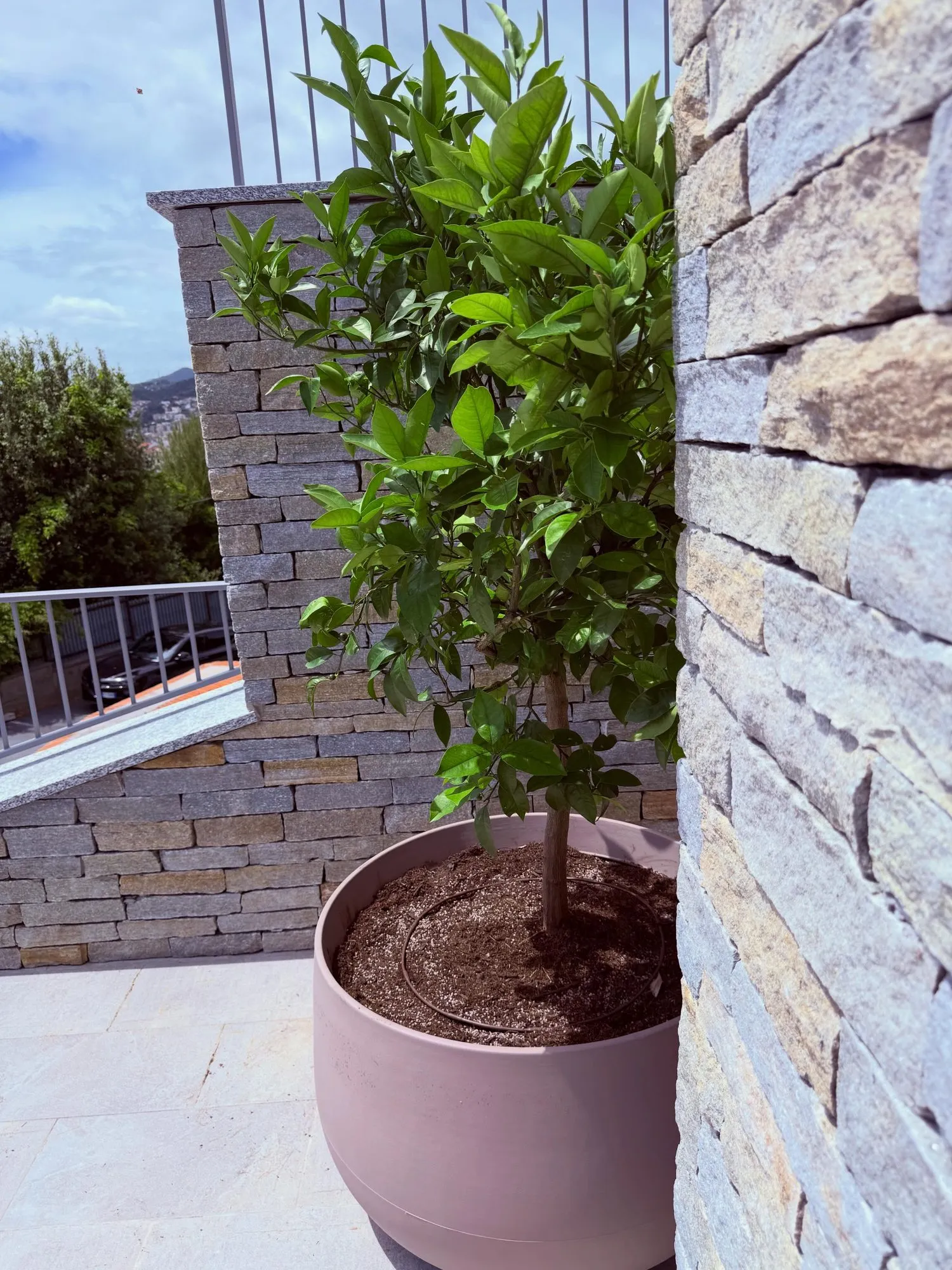 Giardino su terrazzo vista mare ad Albisola Marina, foto 9