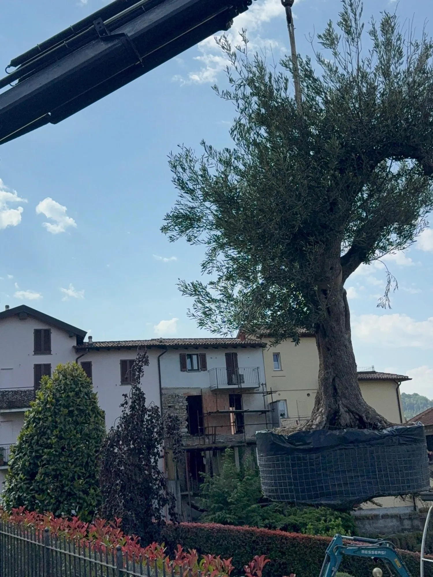 Selezione, trasporto e messa a dimora di ulivi secolari, foto 9