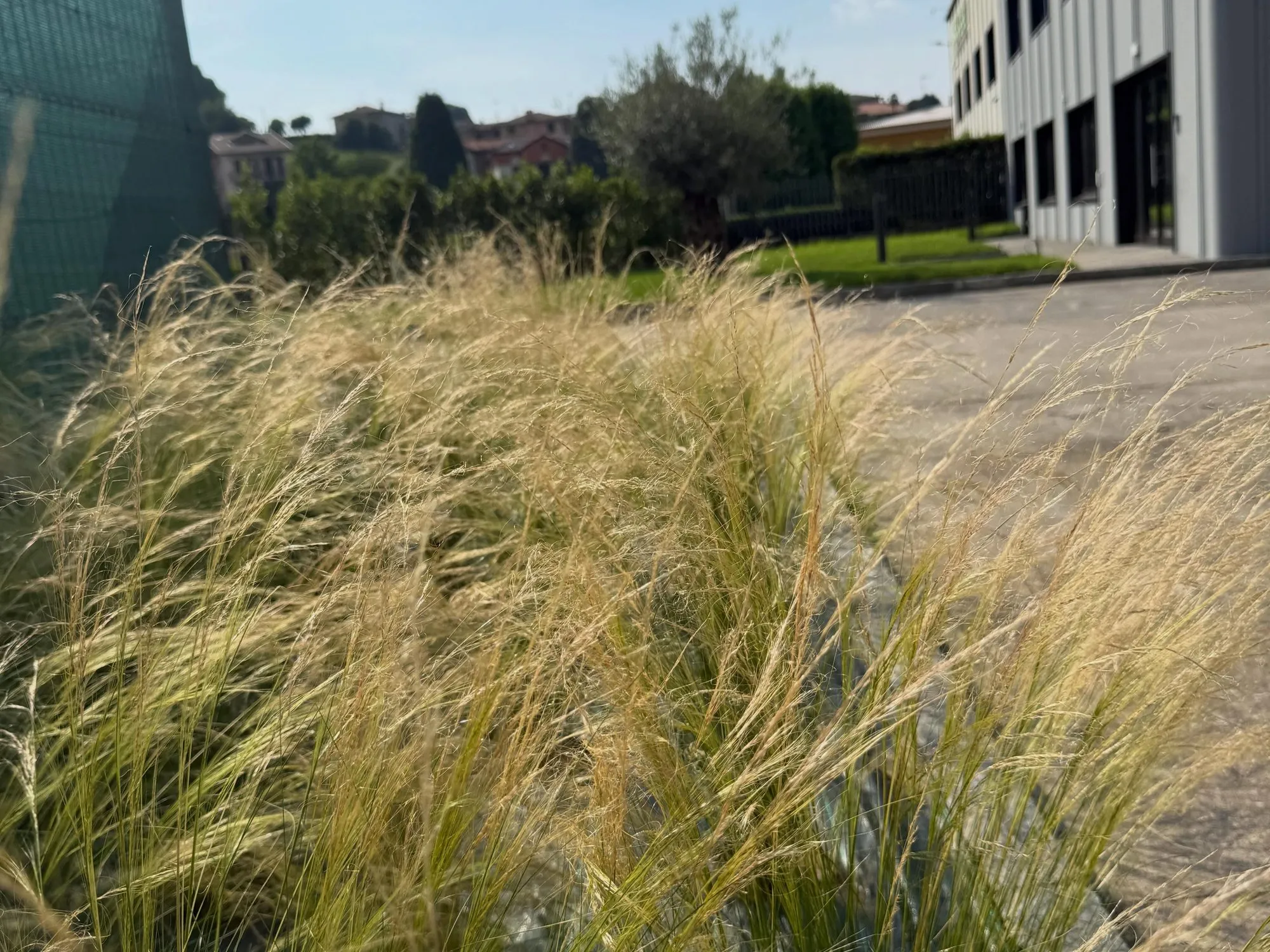Creazione del verde aziendale con ulivo e irrigazione, foto 13