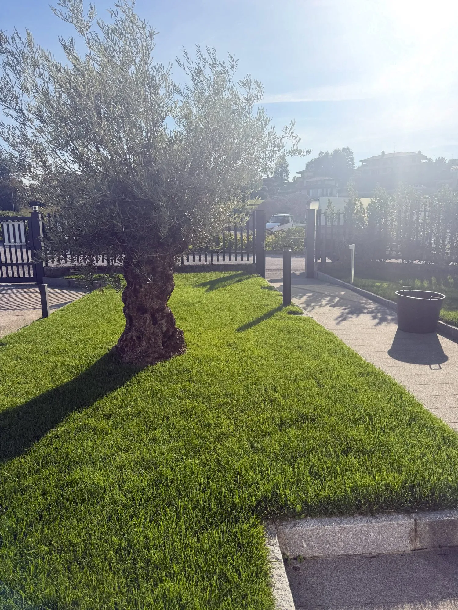 Creazione del verde aziendale con ulivo e irrigazione, foto 16