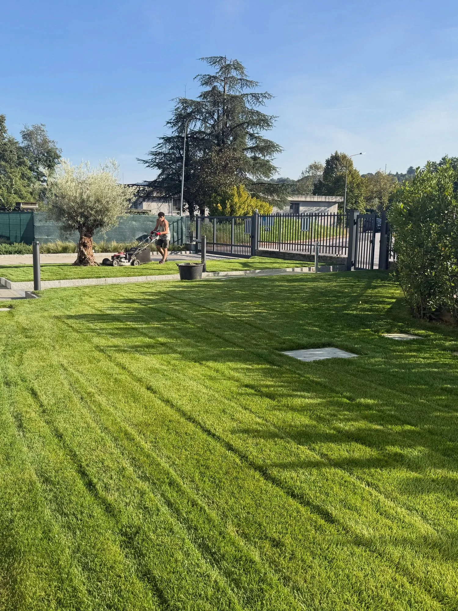 Creazione del verde aziendale con ulivo e irrigazione, foto 17