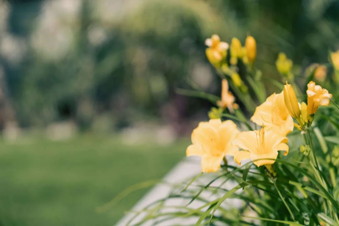 Cura di fiori e piante