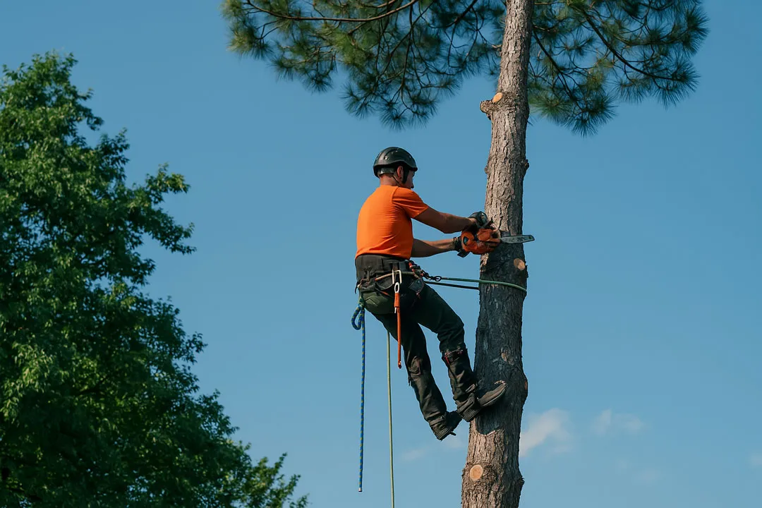 Operatore Easy Garden in tree climbing su albero ad alto fusto